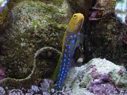OPISTOGNATHUS ROSENBLATTI